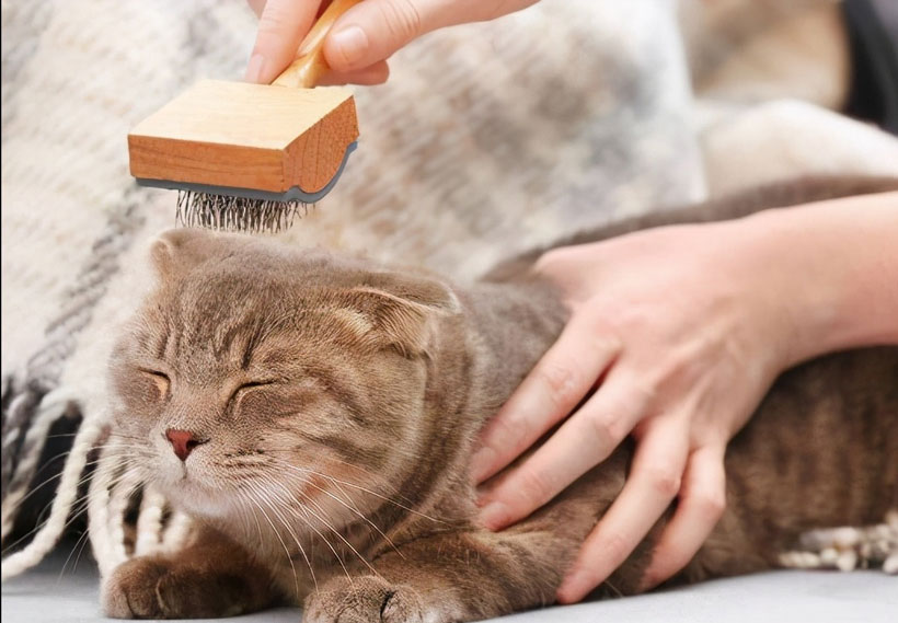 新手该怎么养猫咪(快速让猫咪信任新主人的方法)