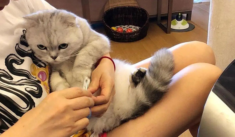 新手该怎么养猫咪(快速让猫咪信任新主人的方法)