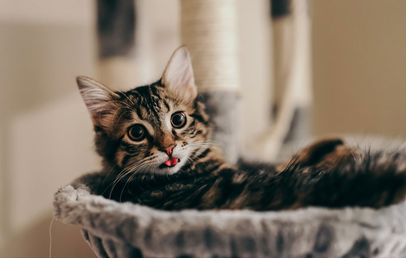 新手该怎么养猫咪(快速让猫咪信任新主人的方法)