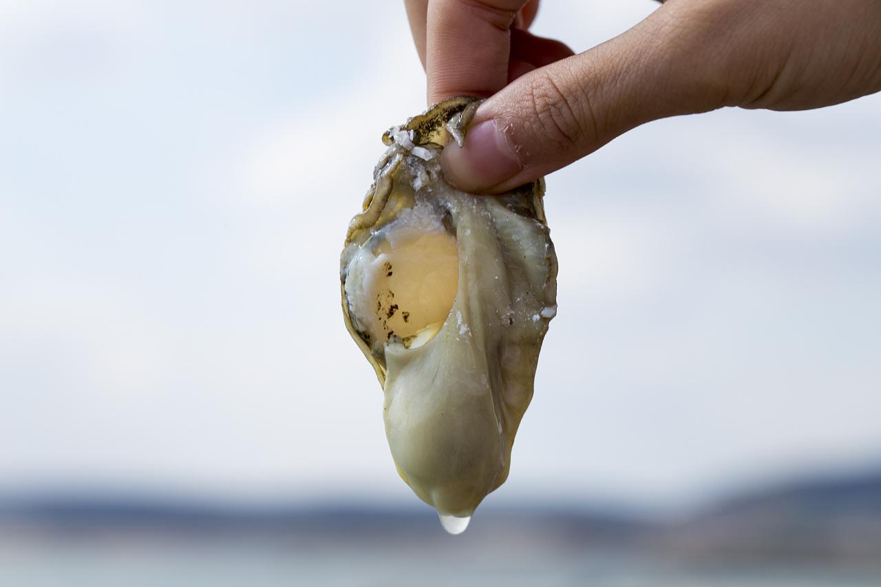 生蚝里面的肉全部可以吃吗(生蚝黑色部分能吃吗)