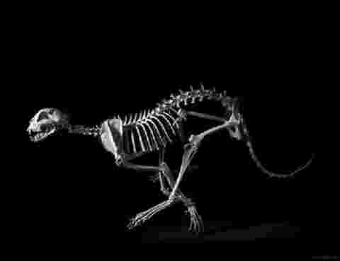 “黑色大丽花”事件完整版(惨案真相背后的故事)