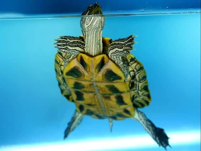 草龟多少厘米就很容易养了(草龟怎么养更有灵性)