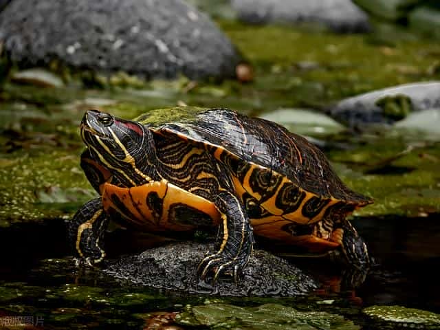 草龟多少厘米就很容易养了(草龟怎么养更有灵性)