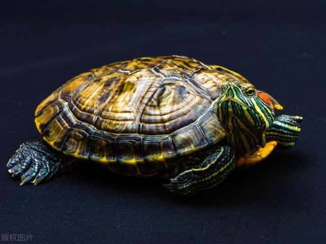 草龟多少厘米就很容易养了(草龟怎么养更有灵性)