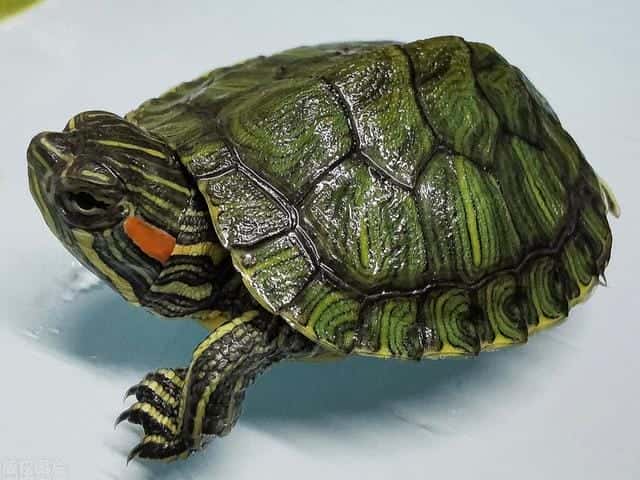 草龟多少厘米就很容易养了(草龟怎么养更有灵性)