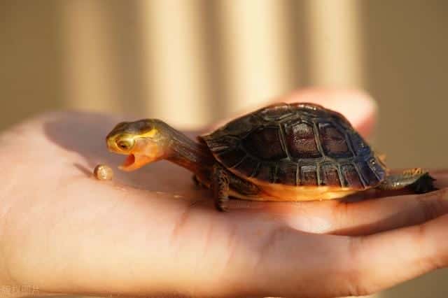 草龟多少厘米就很容易养了(草龟怎么养更有灵性)