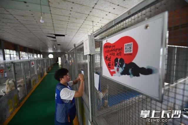 城管抓的狗都去哪了(办狗证需要什么资料)