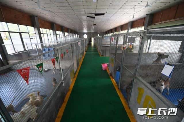 城管抓的狗都去哪了(办狗证需要什么资料)