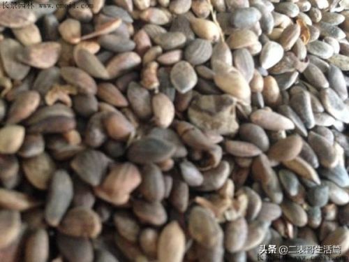 油松苗价格表与规格 油松小苗价格-第1张图片-