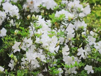 六月雪盆景图片大全欣赏_六月雪盆景寓意-第1张图片-