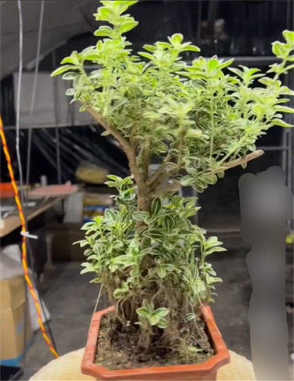 六月雪盆景图片大全欣赏_六月雪盆景寓意-第2张图片-