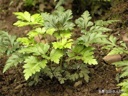 黄连有几种品种(黄连种植技术和亩收益)