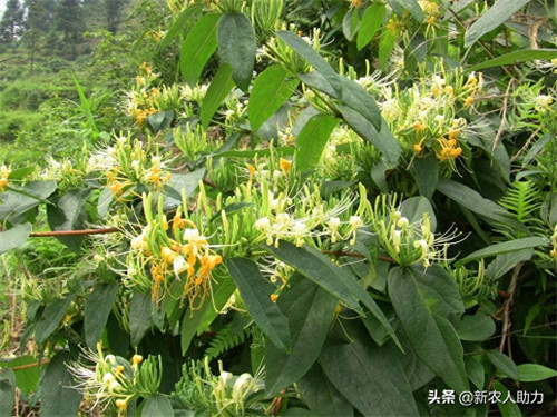 黄连有几种品种(黄连种植技术和亩收益)