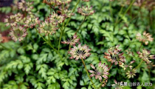 黄连有几种品种(黄连种植技术和亩收益)