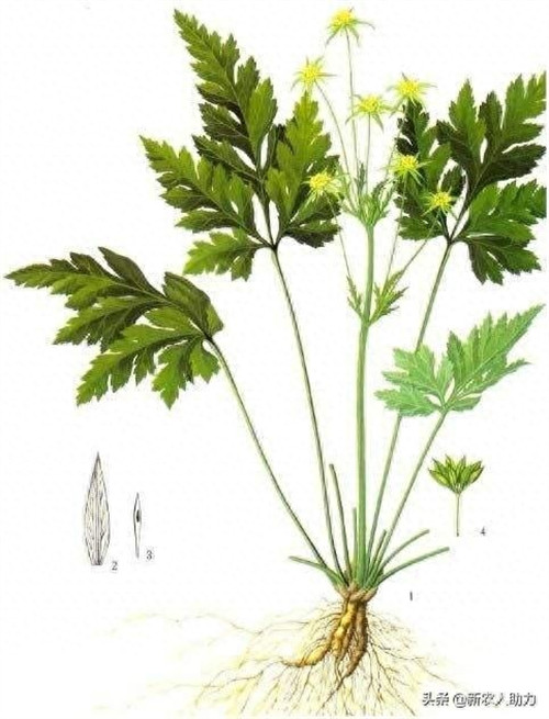 黄连有几种品种(黄连种植技术和亩收益)