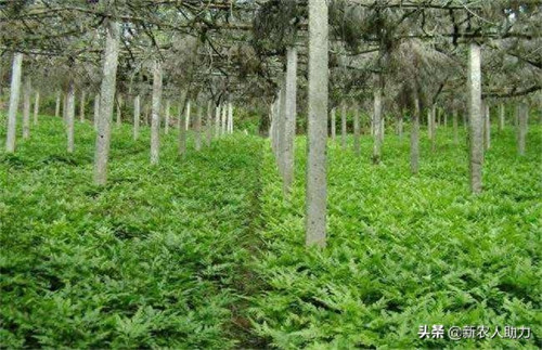 黄连有几种品种(黄连种植技术和亩收益)