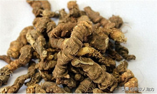 黄连有几种品种(黄连种植技术和亩收益)