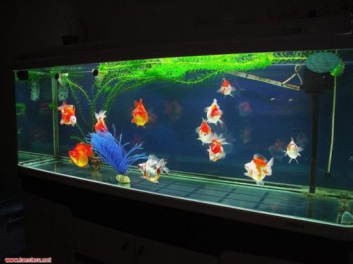 观赏鱼鱼缸多久换一次水(观赏鱼鱼缸灯晚上要关吗)-第1张图片-