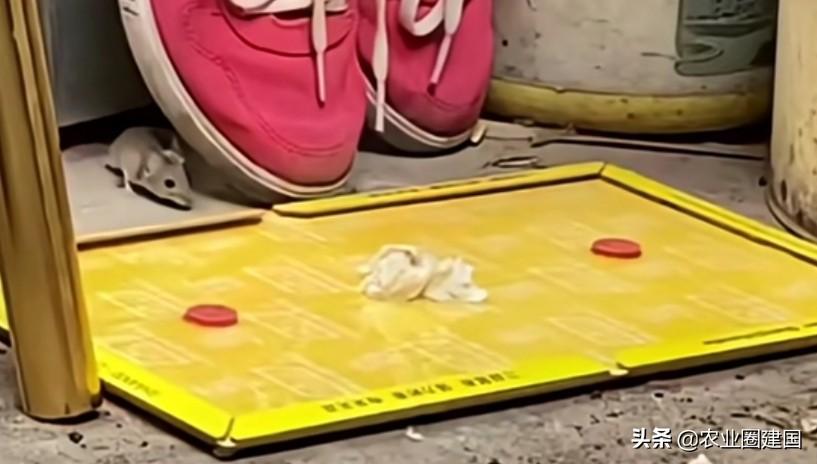 怎样去除室内果蝇（室内果蝇如何驱赶消灭）