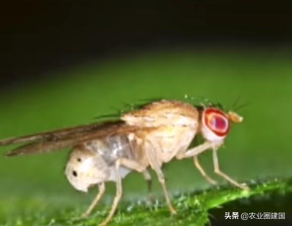 怎样去除室内果蝇（室内果蝇如何驱赶消灭）