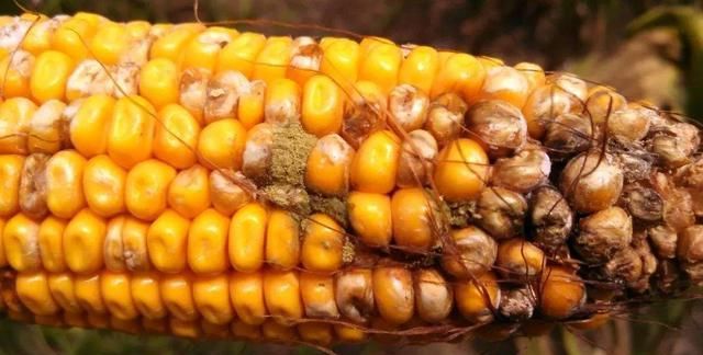 黄曲霉素要怎样才能消除