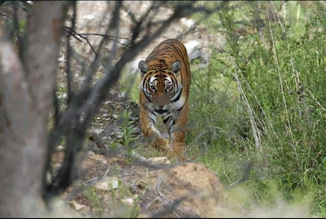 华南虎灭绝了没有-（华南虎灭绝了吗）