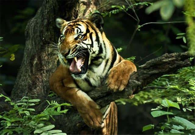 华南虎灭绝了没有-（华南虎灭绝了吗）