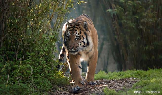 华南虎灭绝了没有-（华南虎灭绝了吗）