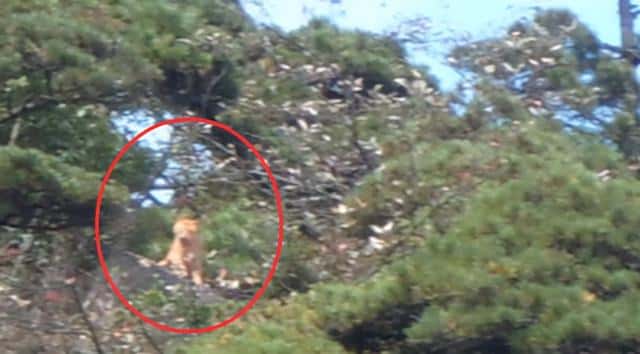 华南虎灭绝了没有-（华南虎灭绝了吗）