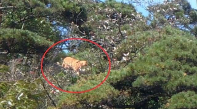 华南虎灭绝了没有-（华南虎灭绝了吗）