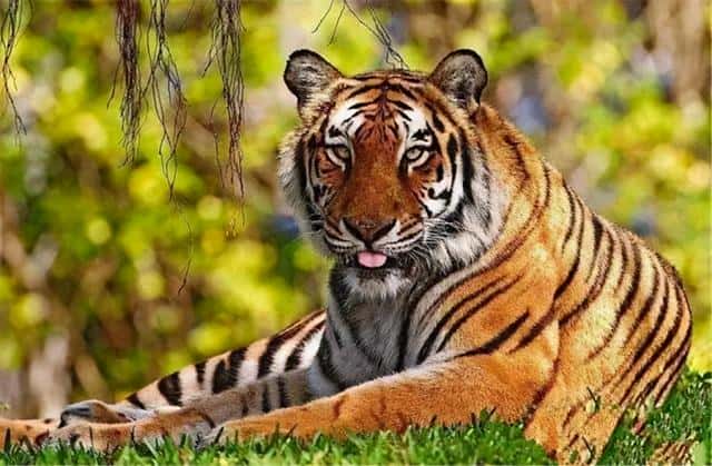 华南虎灭绝了没有-（华南虎灭绝了吗）