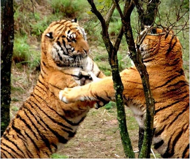 华南虎灭绝了没有-（华南虎灭绝了吗）