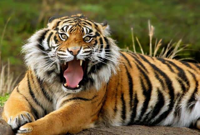 华南虎灭绝了没有-（华南虎灭绝了吗）