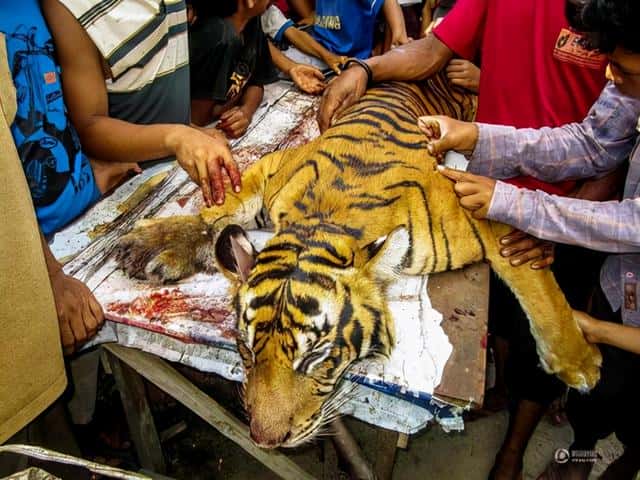 华南虎灭绝了没有-（华南虎灭绝了吗）