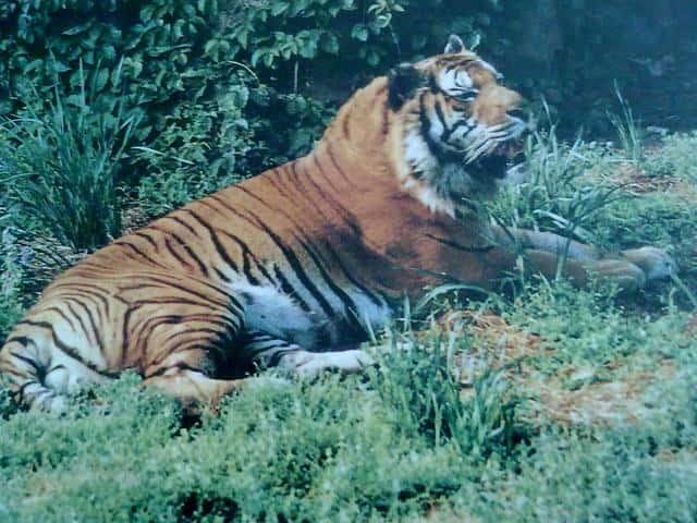 华南虎灭绝了没有-（华南虎灭绝了吗）