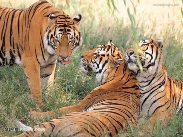 华南虎灭绝了没有-（华南虎灭绝了吗）