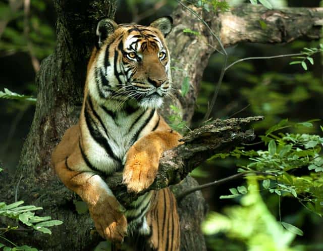 华南虎灭绝了没有-（华南虎灭绝了吗）