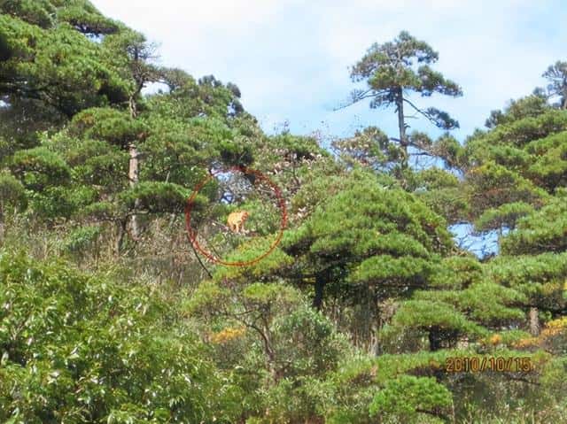 华南虎灭绝了没有-（华南虎灭绝了吗）