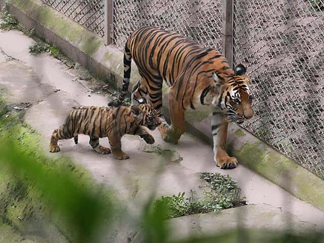 华南虎灭绝了没有-（华南虎灭绝了吗）