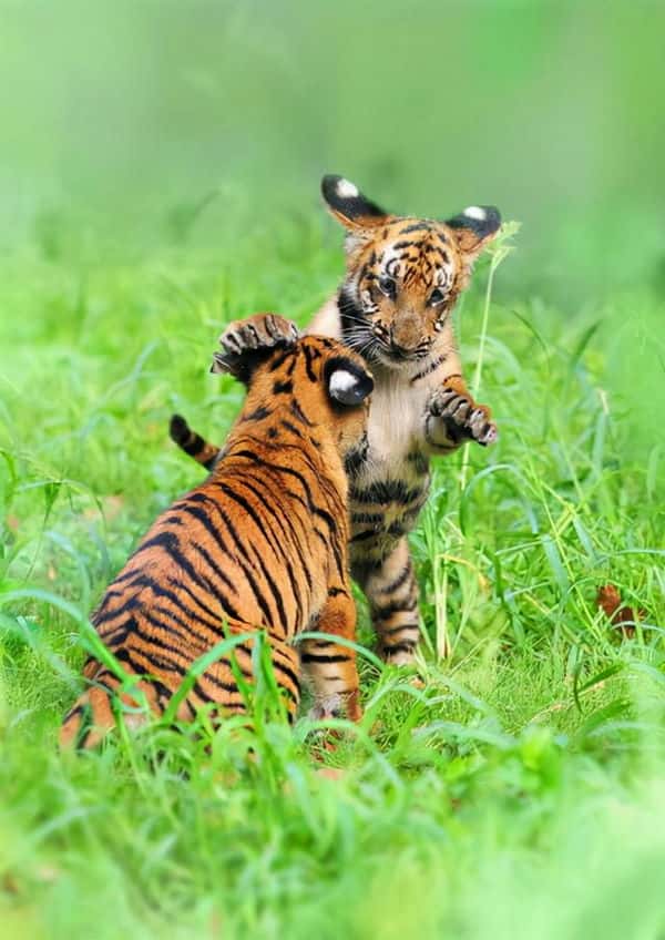 华南虎灭绝了没有-（华南虎灭绝了吗）