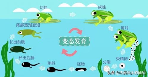 装死卖活猜一肖动物(装死卖活猜一生肖是什么)-第2张图片-