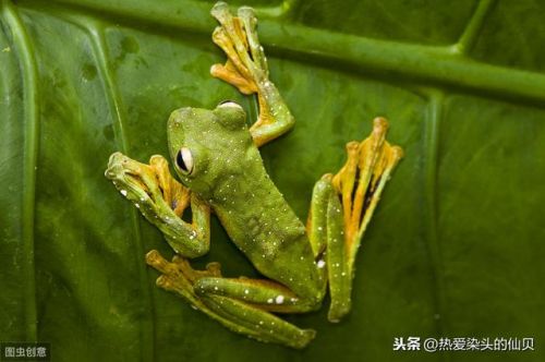 装死卖活猜一肖动物(装死卖活猜一生肖是什么)-第1张图片-