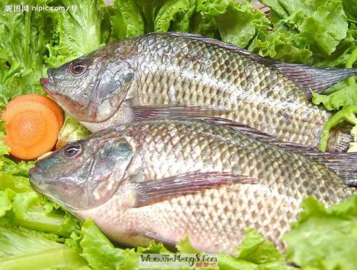 周公解梦梦见鱼是什么预兆 女性?周公解梦梦见鱼塘抓鱼-第1张图片-