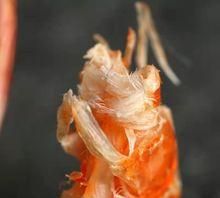 鲜虾干怎么保存方法