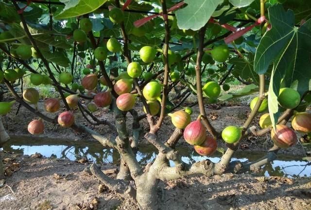 山东无花果产地是哪里