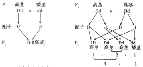 生物中的正交与反交是什么意思