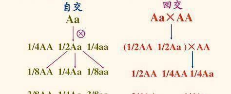 生物中的正交与反交是什么意思