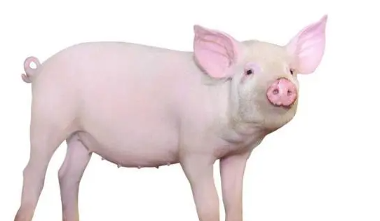 猪属于什么科目,猪是什么科类动物图1