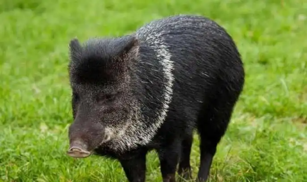 猪属于什么科目,猪是什么科类动物图4