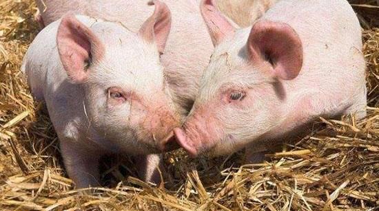 猪属于什么科目